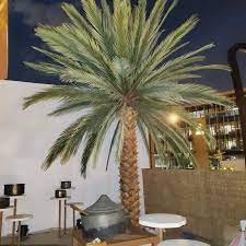 تكريب وتنظيف وزراعة النخيل