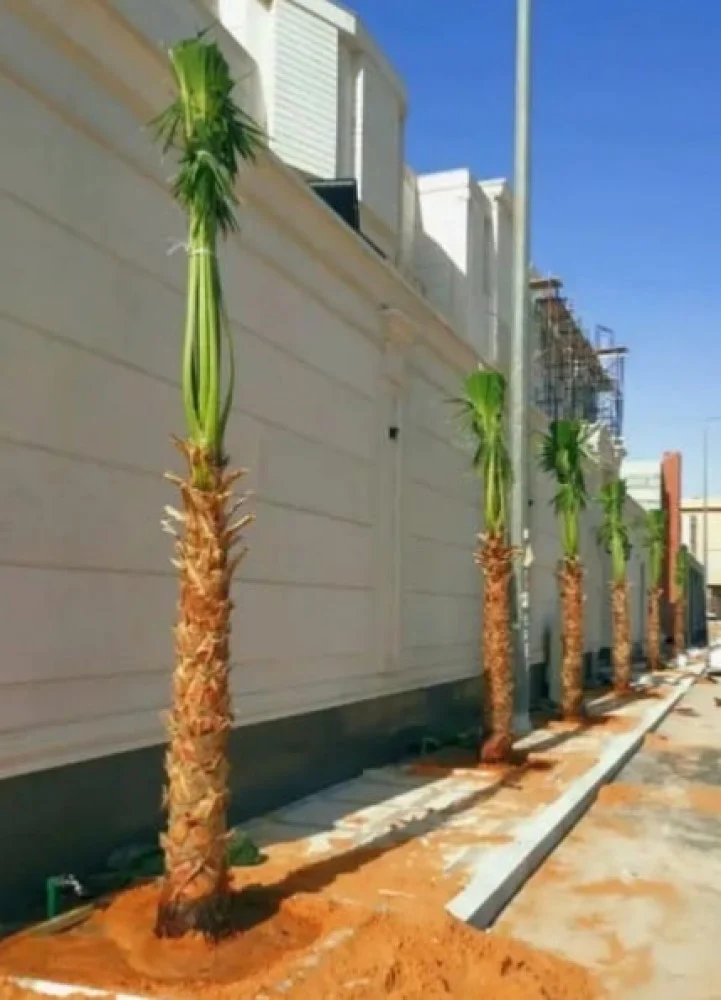 تكريب وتنظيف وزراعة النخيل