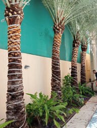 تكريب وتنظيف وزراعة النخيل