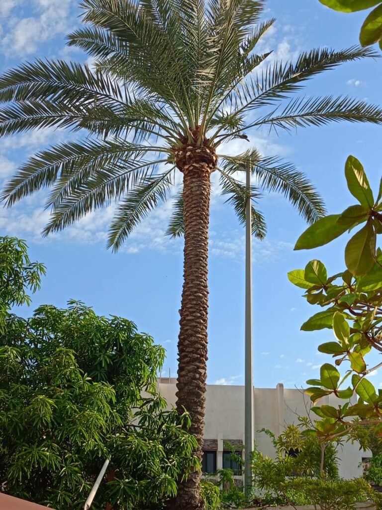 تكريب وتنظيف وزراعة النخيل